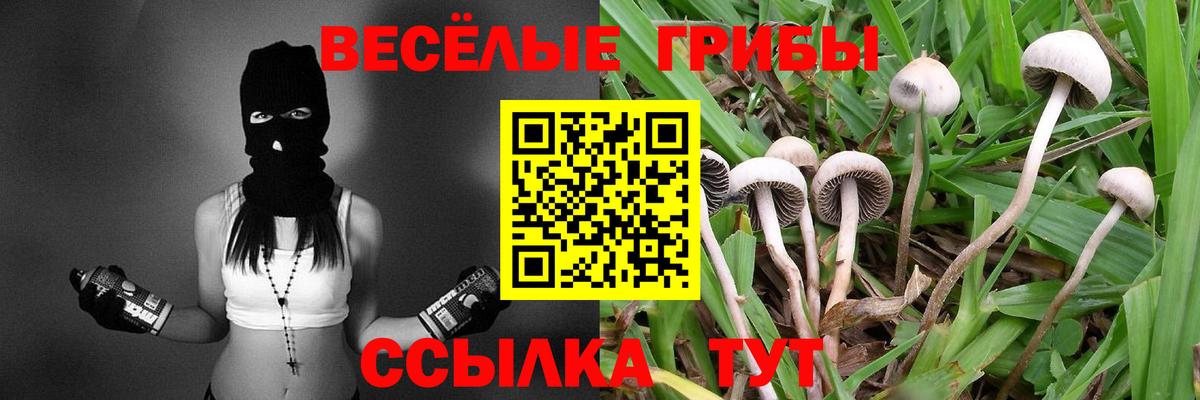 Прохладный  Псилоцибиновые грибы Cubensis  где продают   Вход с VPN 